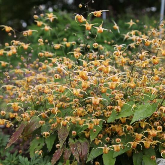 Epimēdija 'Amber Queen'